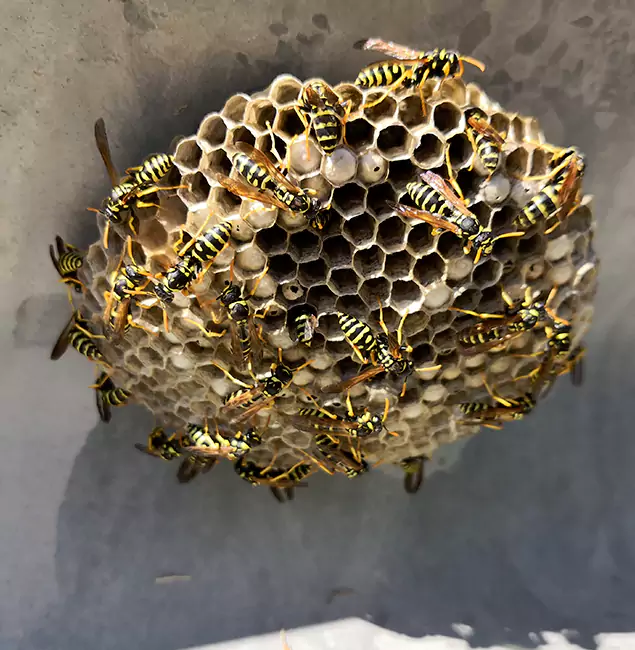 Why Fairfax Station Chooses Fairfax Station Pest Control Pro for Wasp Control Services?