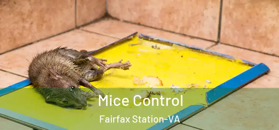 Mice Control Fairfax Station-VA