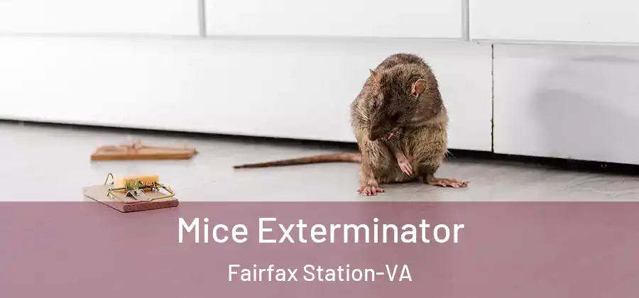 Mice Exterminator Fairfax Station-VA