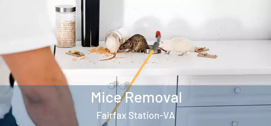 Mice Removal Fairfax Station-VA