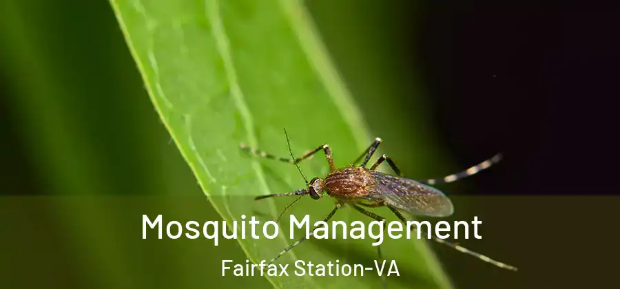 Mosquito Management Fairfax Station-VA
