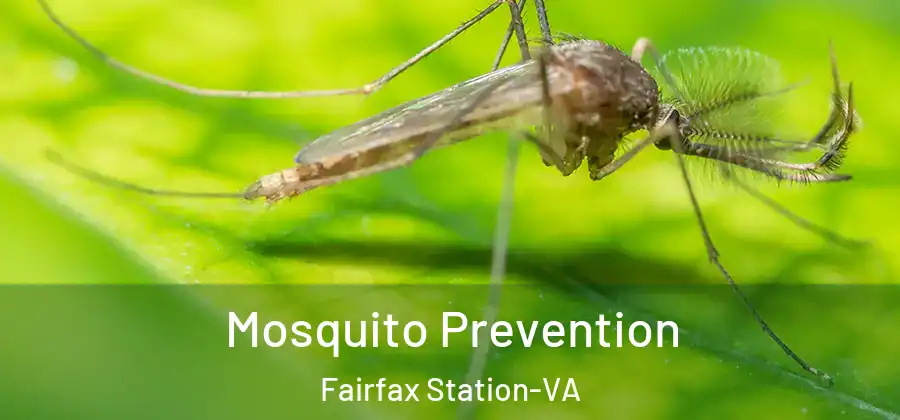 Mosquito Prevention Fairfax Station-VA