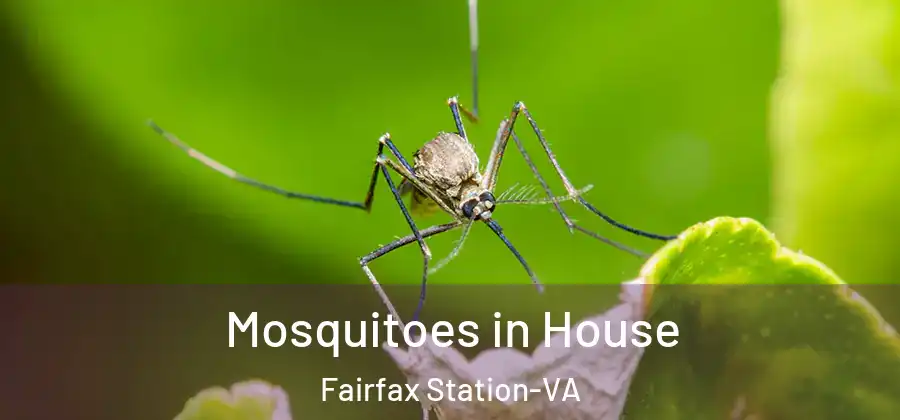 Mosquitoes in House Fairfax Station-VA