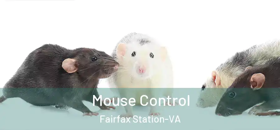 Mouse Control Fairfax Station-VA