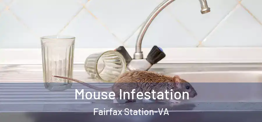  Mouse Infestation Fairfax Station-VA