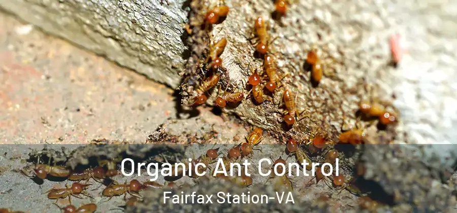 Organic Ant Control Fairfax Station-VA
