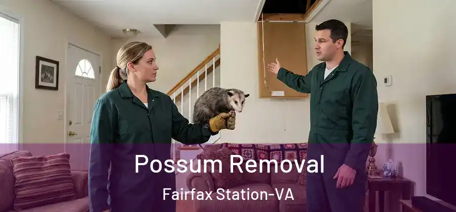 Possum Removal Fairfax Station-VA