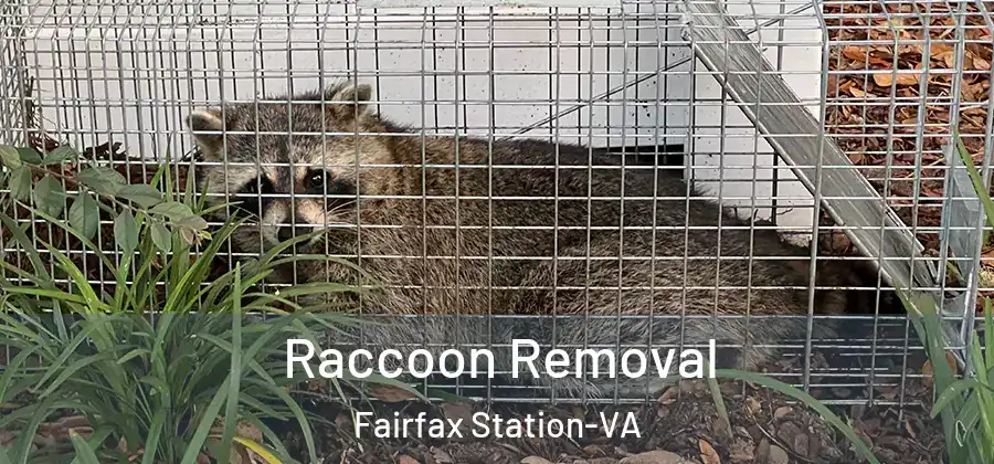 Raccoon Removal Fairfax Station-VA
