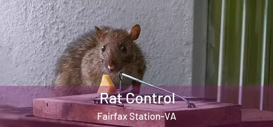 Rat Control Fairfax Station-VA