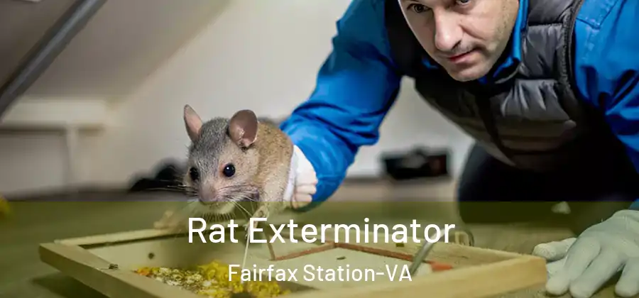 Rat Exterminator Fairfax Station-VA