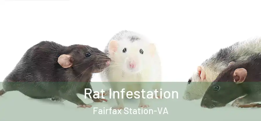 Rat Infestation Fairfax Station-VA