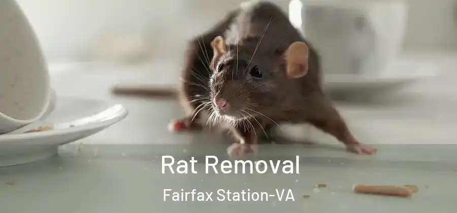 Rat Removal Fairfax Station-VA