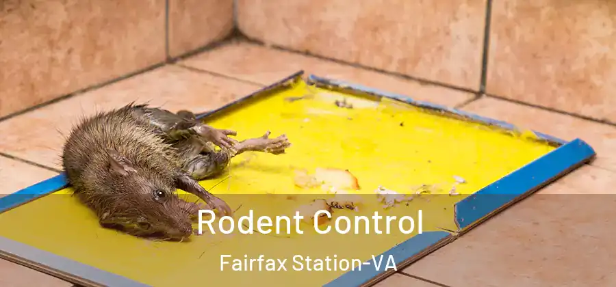 Rodent Control Fairfax Station-VA