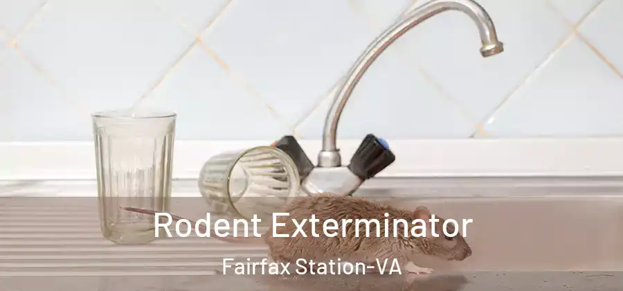 Rodent Exterminator Fairfax Station-VA