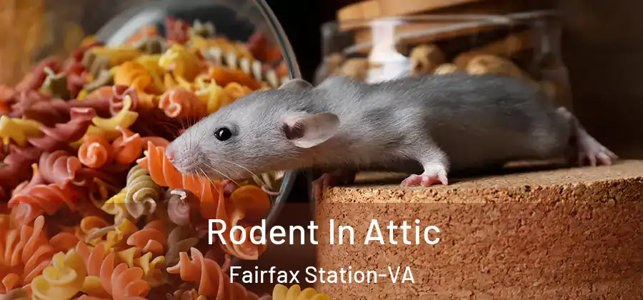 Rodent In Attic Fairfax Station-VA