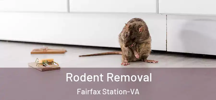 Rodent Removal Fairfax Station-VA