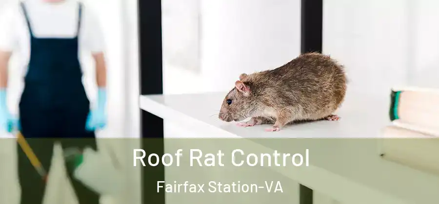 Roof Rat Control Fairfax Station-VA