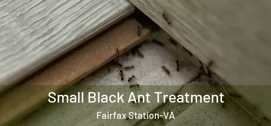 Small Black Ant Treatment Fairfax Station-VA
