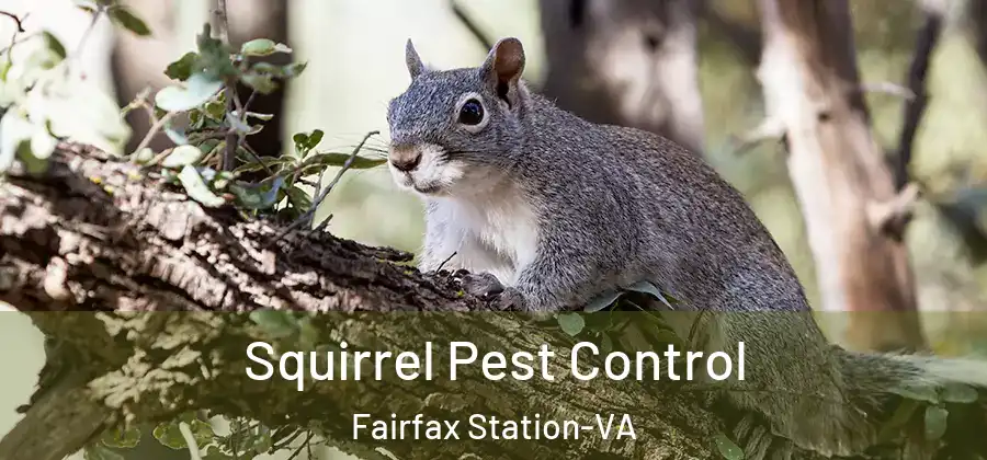 Squirrel Pest Control Fairfax Station-VA