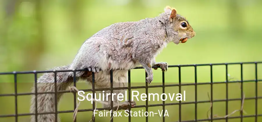 Squirrel Removal Fairfax Station-VA