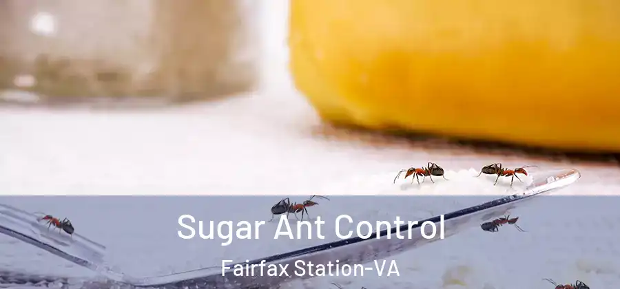 Sugar Ant Control Fairfax Station-VA