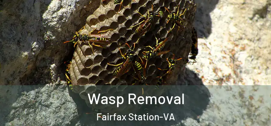 Wasp Removal Fairfax Station-VA