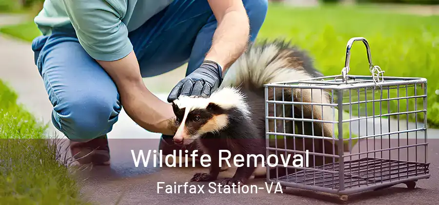 Wildlife Removal Fairfax Station-VA