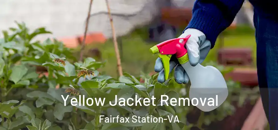 Yellow Jacket Removal Fairfax Station-VA